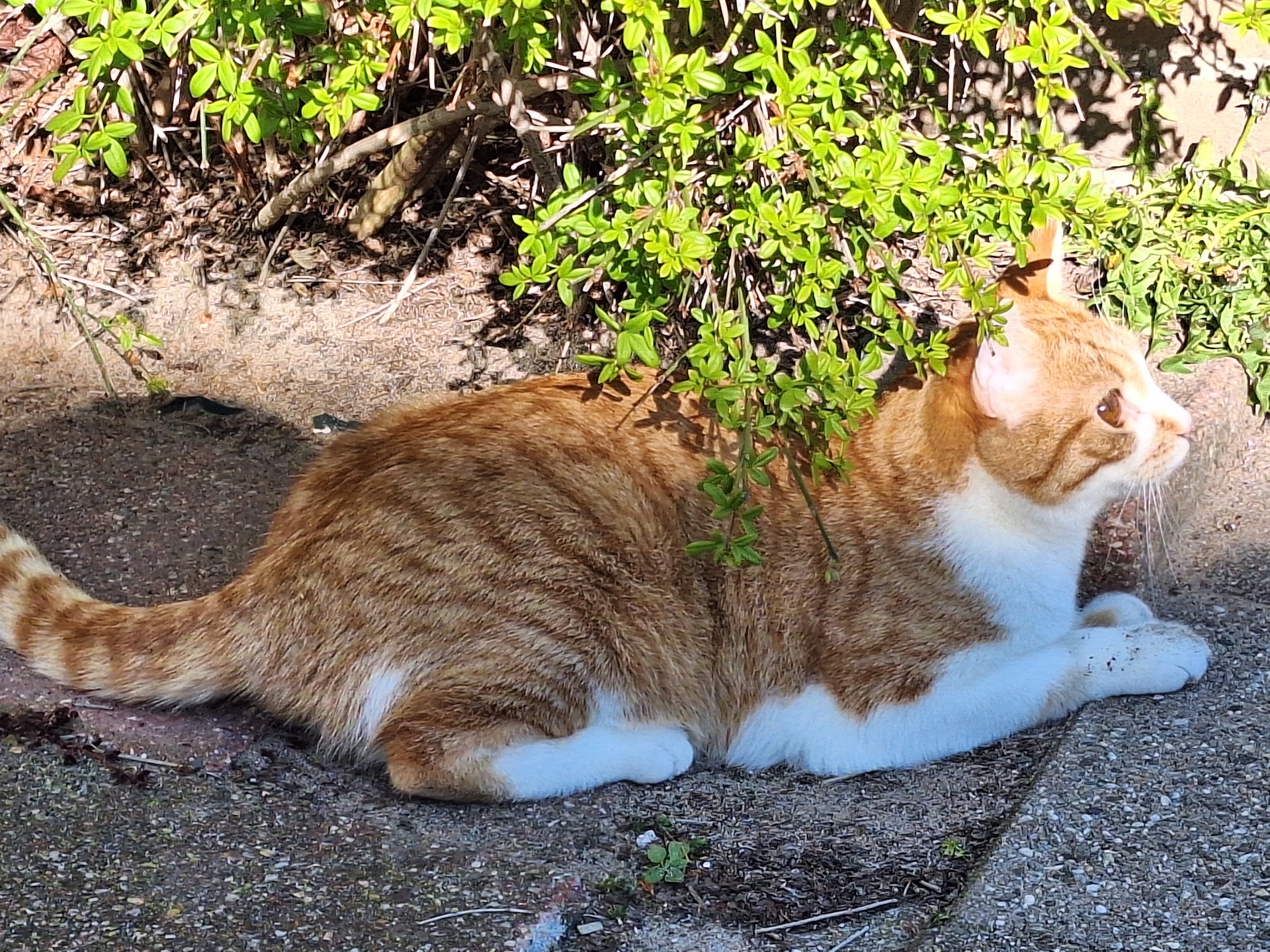 De ‘goede reden’